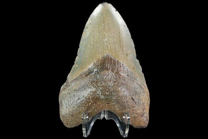 Fossil Megalodon Tooth - North Carolina #92445